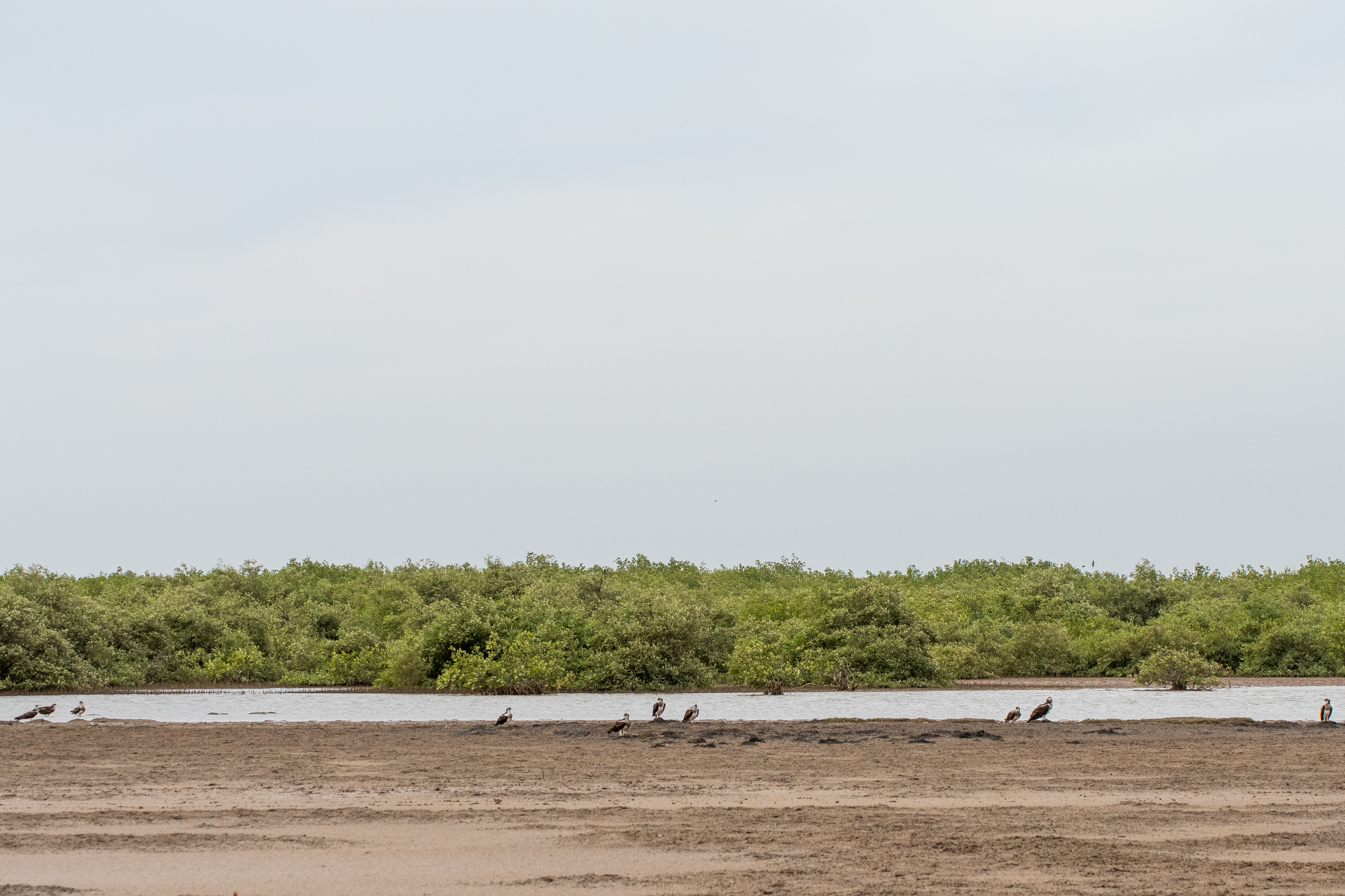 Aspect de la zone de comptage des Balbuzards pêcheurs en milieu de journée (ici  13h20), et marée descendante.